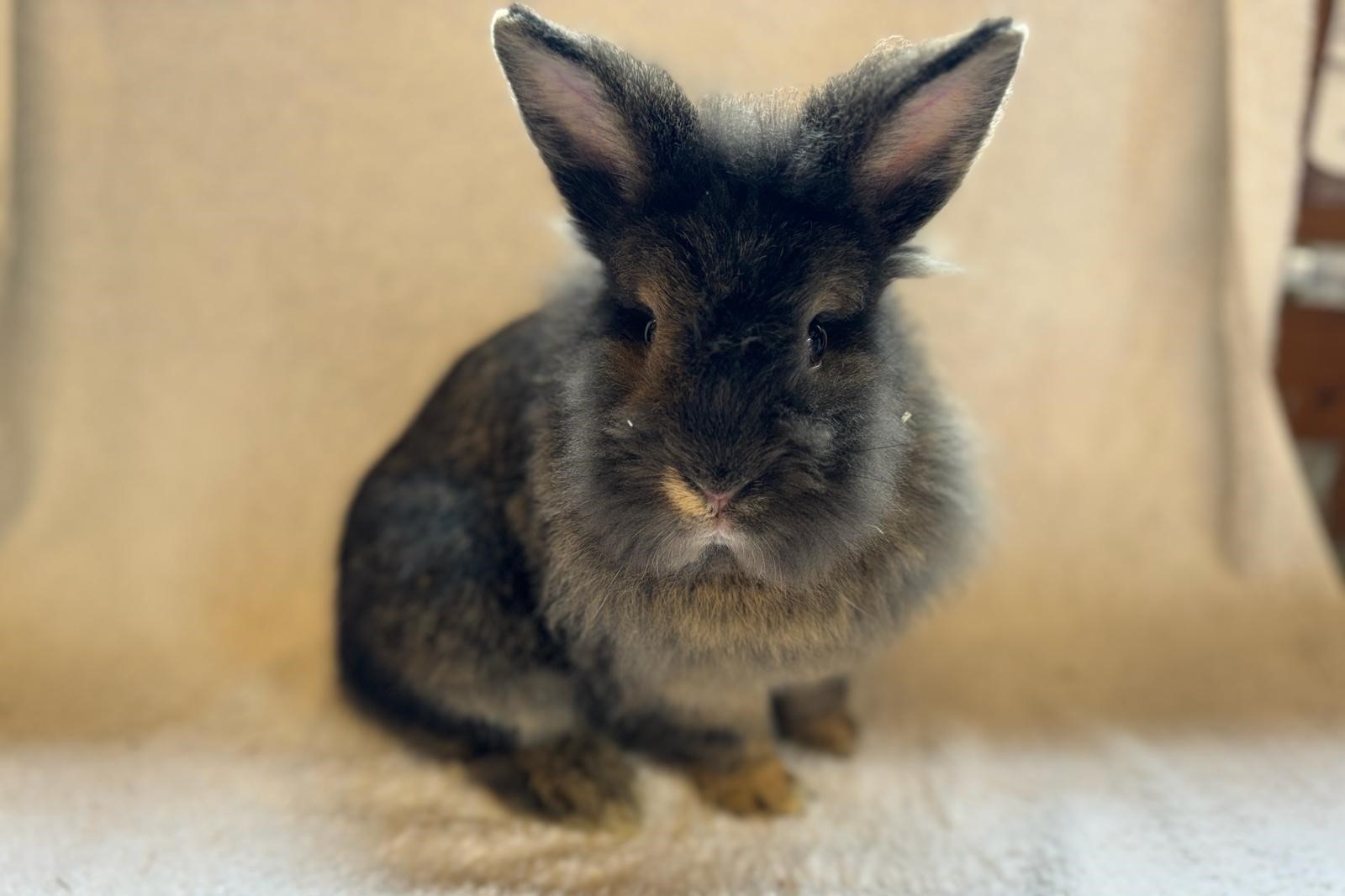Adoption – RSPCA Burton upon Trent & District Branch